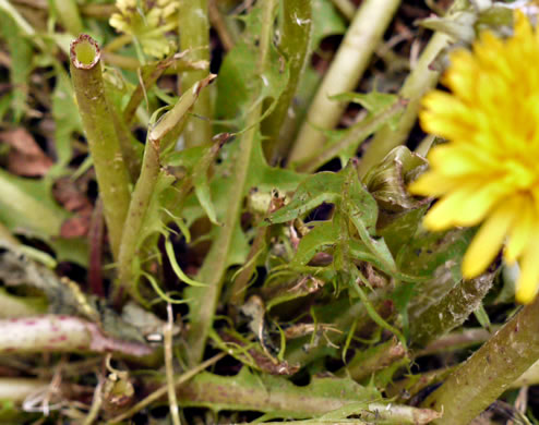 image of Taraxacum officinale, Common Dandelion