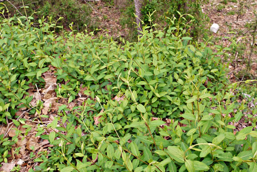 image of Lonicera japonica, Japanese Honeysuckle