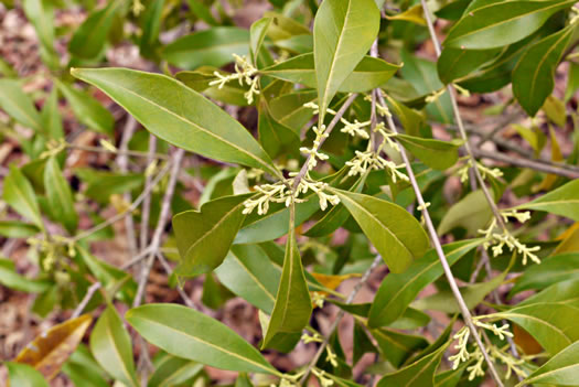 image of Cartrema americanum, Devilwood, Wild Olive