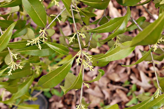 image of Cartrema americanum, Devilwood, Wild Olive