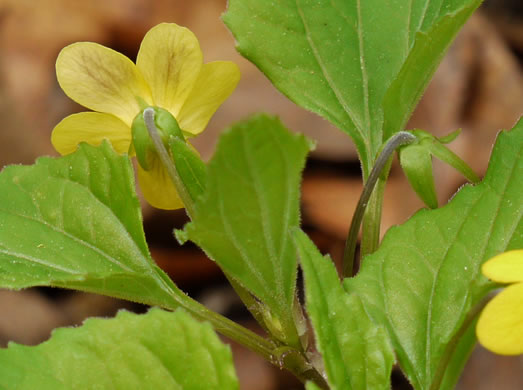 image of Viola glaberrima, Northern Wedgeleaf Violet