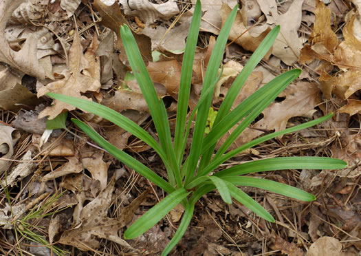 image of Melanthium hybridum, Crisped Bunchflower, Broadleaf Bunchflower, Slender Bunchflower