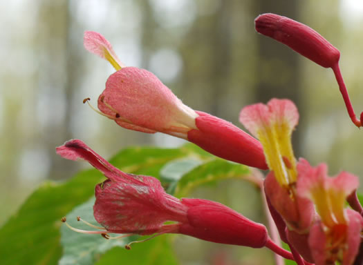 Aesculus pavia var. pavia, Red Buckeye