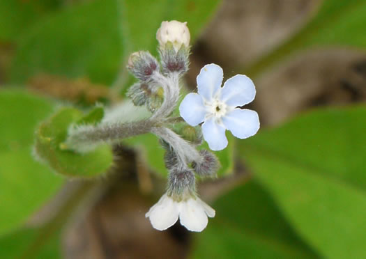 image of Andersonglossum virginianum, Southern Wild Comfrey, Southern Hound’s-tongue