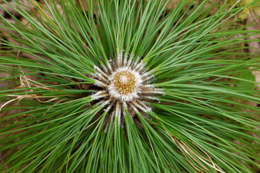 image of Pinus palustris, Longleaf Pine, Southern Pine