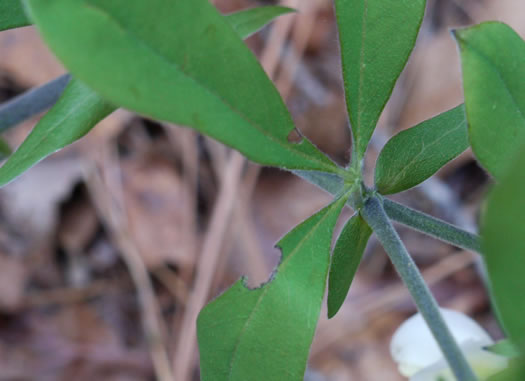 image of Baptisia bracteata, Creamy Wild Indigo