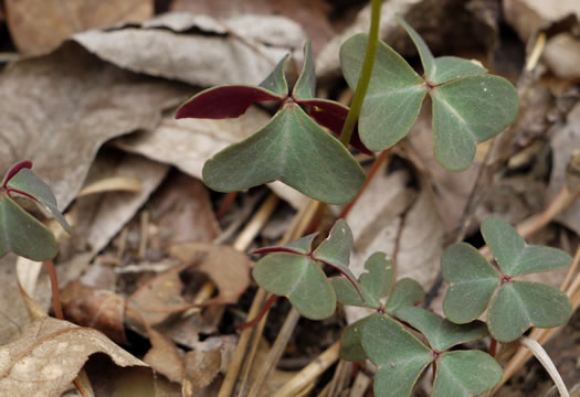 image of Oxalis violacea, Violet Wood-sorrel