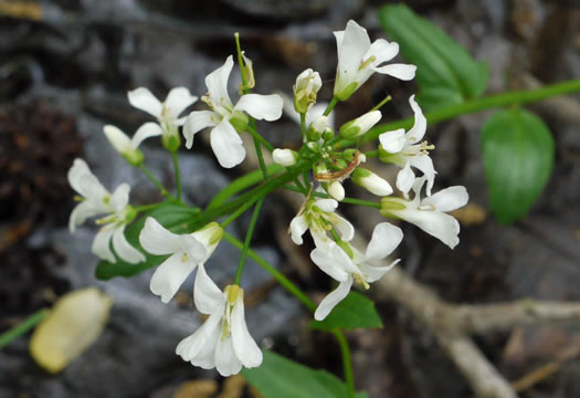 sepals or bracts of Cardamine bulbosa, Bulbous Bittercress, Spring Cress