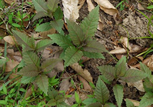 image of Lycopus rubellus, Stalked Bugleweed, Taperleaf Bugleweed