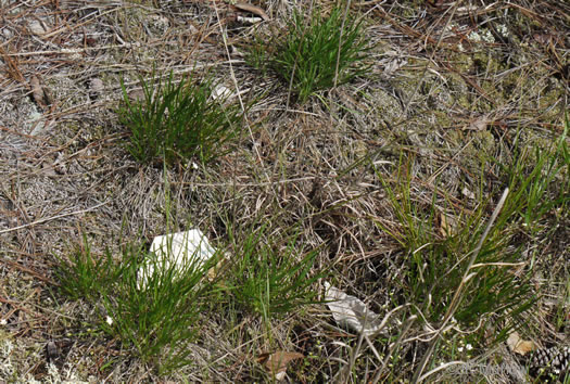 image of Liatris microcephala, Narrowleaf Blazing-star, Smallhead Blazing-star