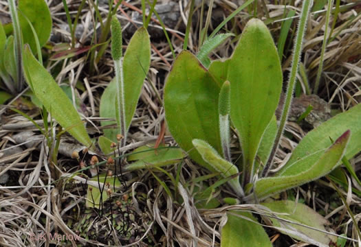 image of Plantago virginica, Virginia Plantain, Southern Plantain, Paleseed Plantain, Hoary Plantain