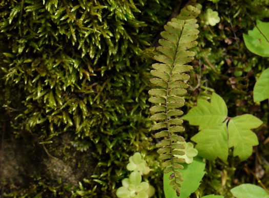 Blackstem Spleenwort