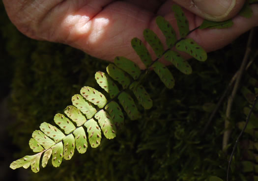 image of Asplenium resiliens, Blackstem Spleenwort