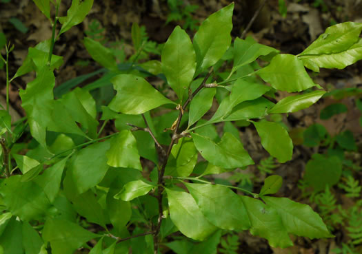 image of Sideroxylon lycioides, Buckthorn Bumelia, Buckthorn Bully, Carolina Buckthorn