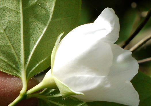 image of Philadelphus pubescens, Ozark Mock-orange, Hairy Mock-orange