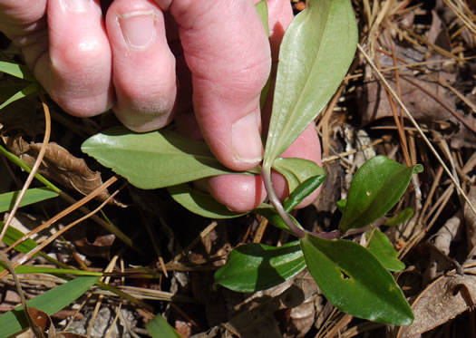 image of Gentiana villosa, Striped Gentian