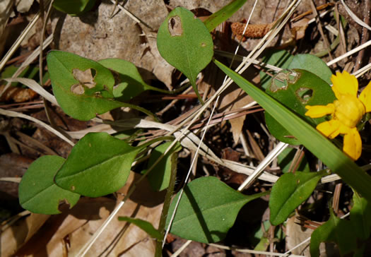 image of Coreopsis auriculata, Eared Coreopsis, Lobed Coreopsis, Eared Tickseed, Lobed Tickseed