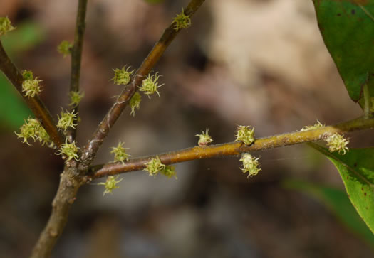 catkin