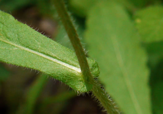leaf or frond of Erigeron philadelphicus var. philadelphicus, Daisy Fleabane, Philadelphia Fleabane, Philadelphia-daisy, Common Fleabane