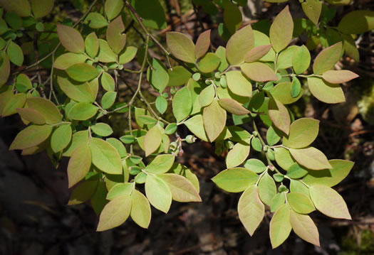 Hillside Blueberry