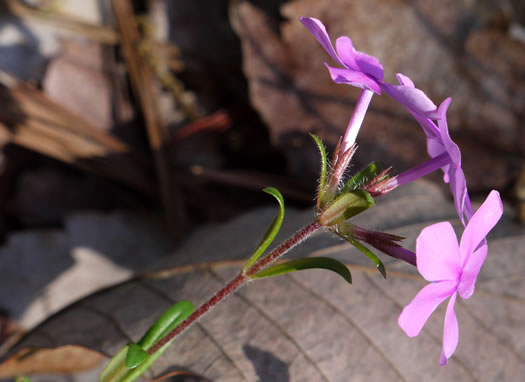 image of Phlox amoena, Hairy Phlox, Chalice Phlox