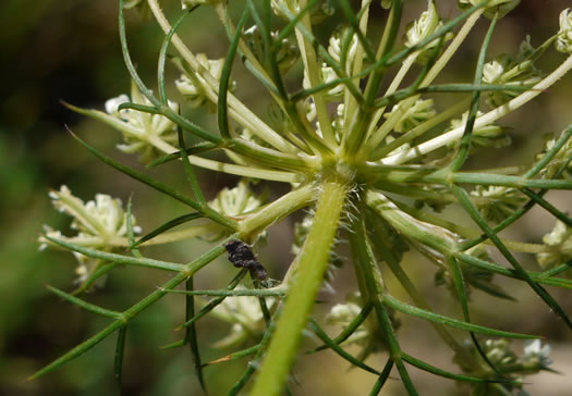 image of Daucus pusillus, American Queen Anne's Lace, American Carrot, American Wild Carrot, Seed-ticks