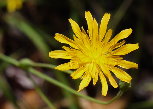 image of Krigia biflora ssp. biflora, Orange Dwarf-dandelion, Two-flower Dwarf-dandelion, Two-flower Cynthia, Twin-flowered Cynthia