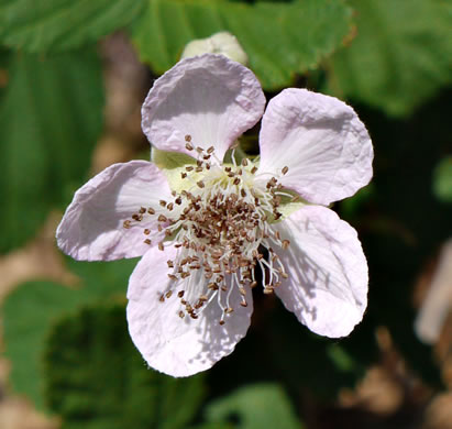 flower of Rubus bifrons, European Blackberry, Himalayan Blackberry, Himalaya-berry