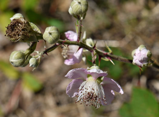 image of Rubus bifrons, European Blackberry, Himalayan Blackberry, Himalaya-berry