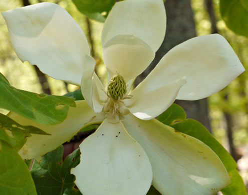 image of Magnolia fraseri, Fraser Magnolia, Mountain Magnolia, Earleaf Umbrella-tree, Umbrella Tree