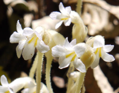 image of Aphyllon uniflorum, One-flowered Cancer-root, One-flowered Broomrape, Ghostpipe