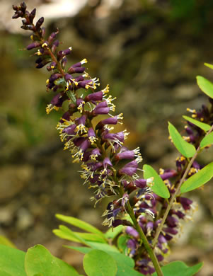 image of Amorpha glabra, Mountain Indigo-bush, Appalachian Indigo-bush, Mountain Indigo, Mountain False Indigo