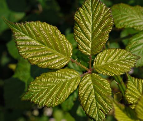 leaf or frond of Rubus bifrons, European Blackberry, Himalayan Blackberry, Himalaya-berry