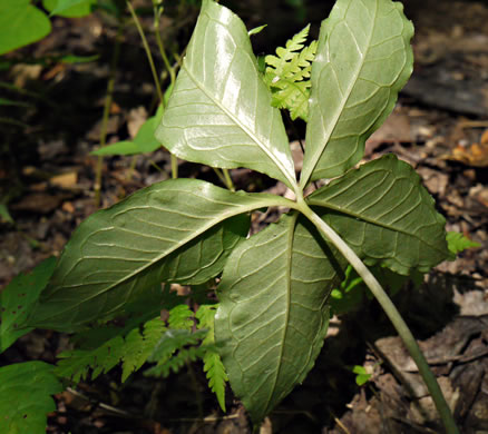 image of Arisaema quinatum, Preacher John, Southern Jack-in-the-Pulpit, Prester-John