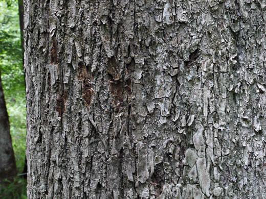 image of Fraxinus americana, White Ash, American Ash