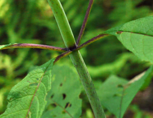 image of Eutrochium purpureum var. purpureum, Purple-node Joe-pye-weed, Sweet Joe-pye-weed