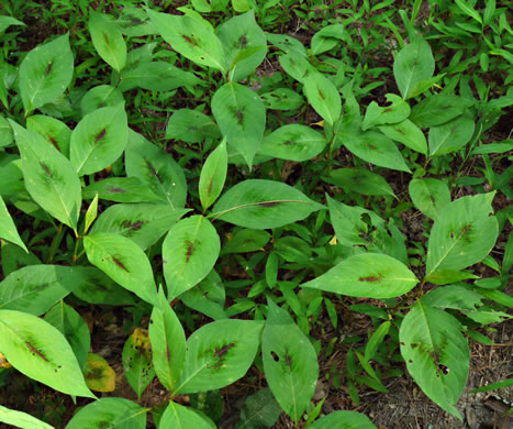 image of Persicaria virginiana, Virginia Jumpseed