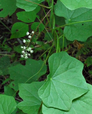 Menispermum canadense, Moonseed, Yellow Parilla