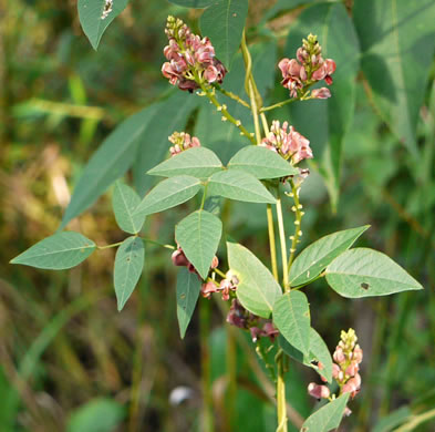 image of Apios americana, American Groundnut, Common Groundnut