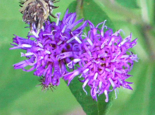 image of Vernonia glauca, Broadleaf Ironweed, Appalachian Ironweed, Tawny Ironweed