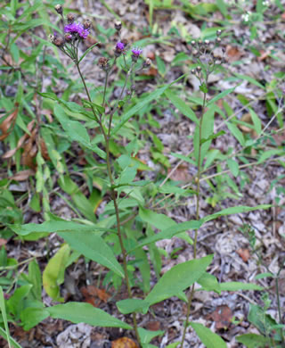 image of Vernonia glauca, Broadleaf Ironweed, Appalachian Ironweed, Tawny Ironweed