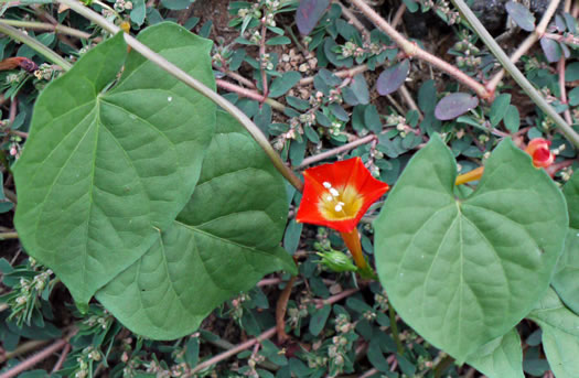 image of Ipomoea coccinea, Small Red Morning Glory, Scarlet Creeper