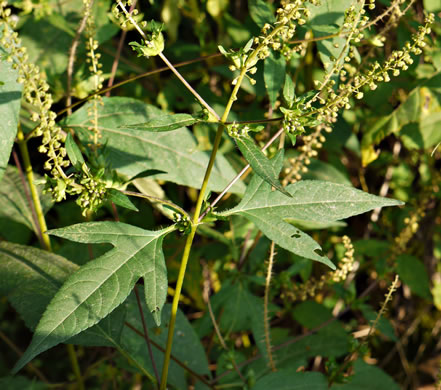 image of Ambrosia trifida var. trifida, Giant Ragweed, Great Ragweed