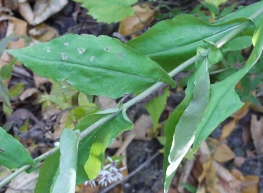 image of Symphyotrichum undulatum, Wavyleaf Aster