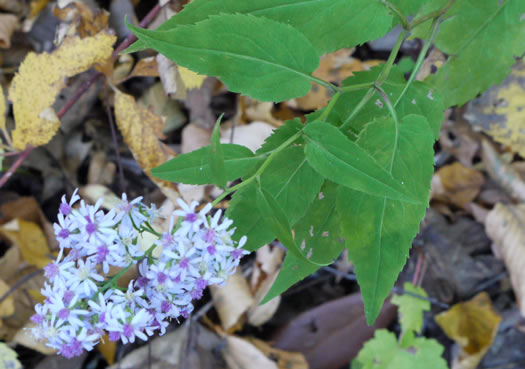 Symphyotrichum cordifolium, Heartleaf Aster, Common Blue Wood Aster
