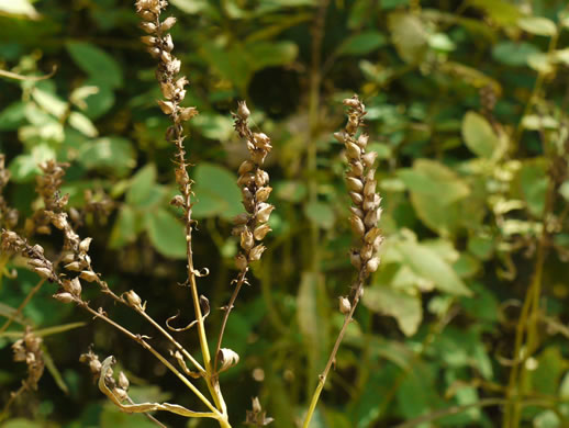 fruit of Physostegia virginiana ssp. praemorsa, Southern Obedient-plant
