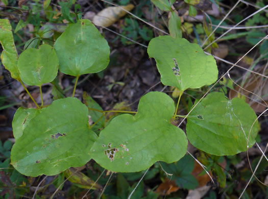 image of Smilax herbacea, Common Carrionflower, Smooth Carrionflower