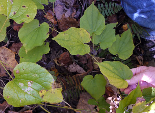 image of Smilax herbacea, Common Carrionflower, Smooth Carrionflower