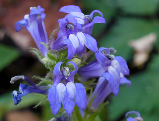 image of Lobelia siphilitica, Great Blue Lobelia