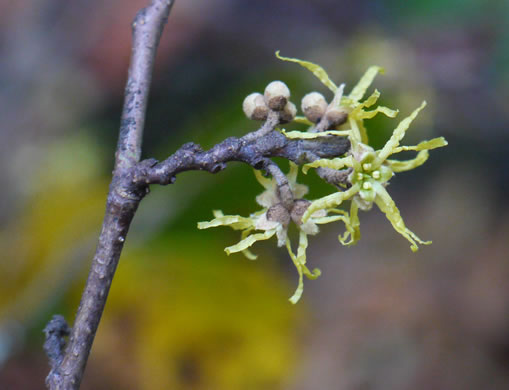 image of Hamamelis virginiana var. virginiana, Northern Witch-hazel